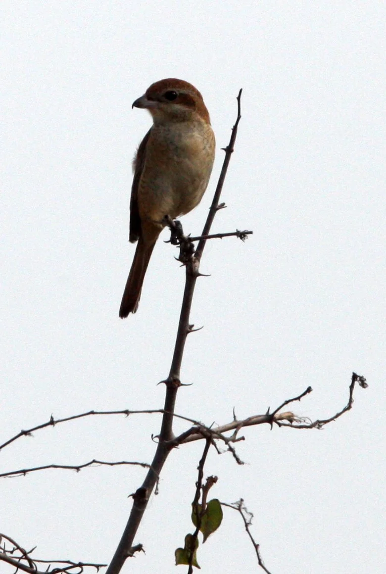 Brown Shrike (Lanius cristatus) Pak Thale Petchaburi Thailand (16).JPG