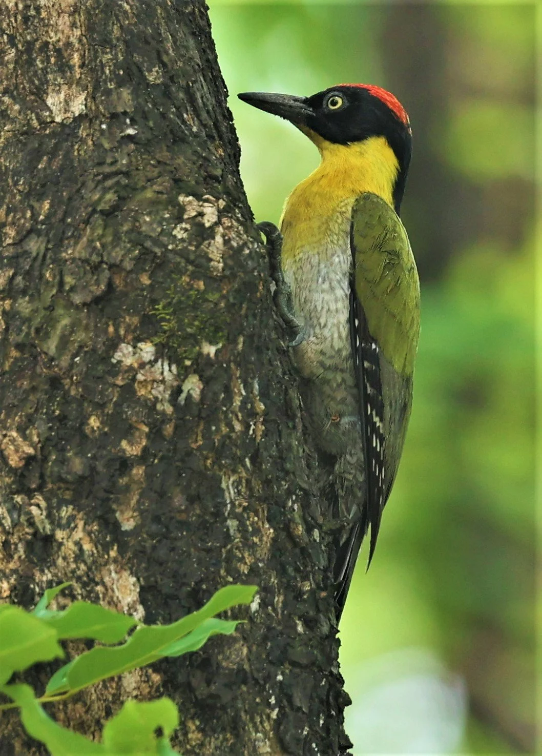 WOODPECKER - BLACK-HEADED WOODPECKER - Picus erythropygius - HUAI KHA KHAENG WILDLIFE SANCTUARY MAY 1 2022 (40).jpg