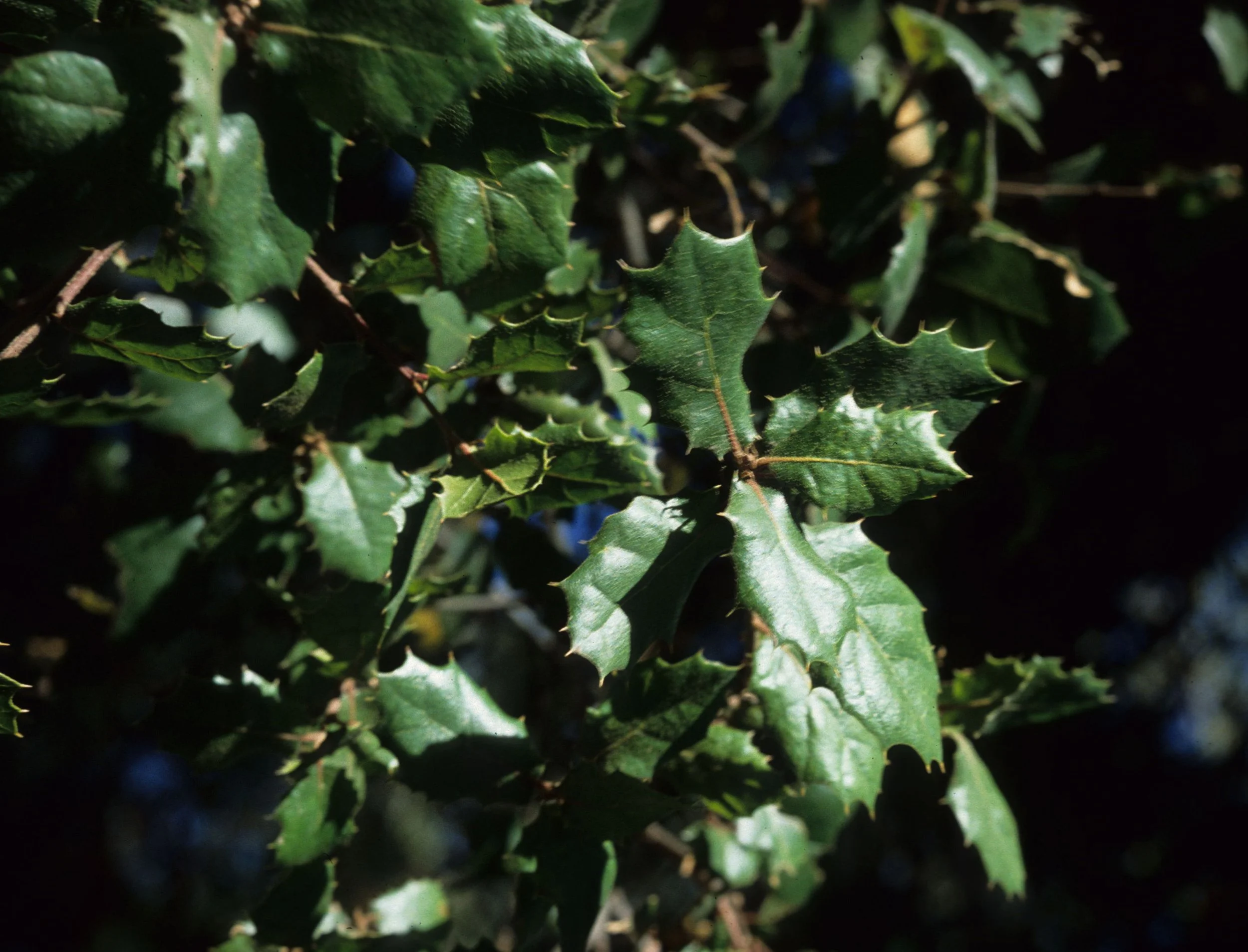 CALIFORNIA - POINT REYES - QUERCUS AGRIFOLIA - COASTAL LIVE OAK.jpg