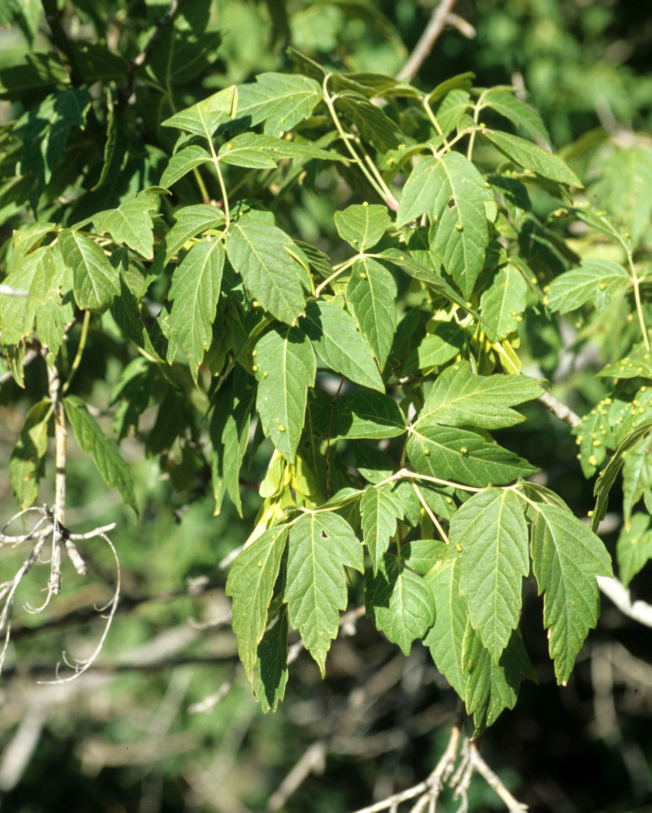 ARIZONA - GRAND CANYON - ACER SPECIES - MAPLE.jpg