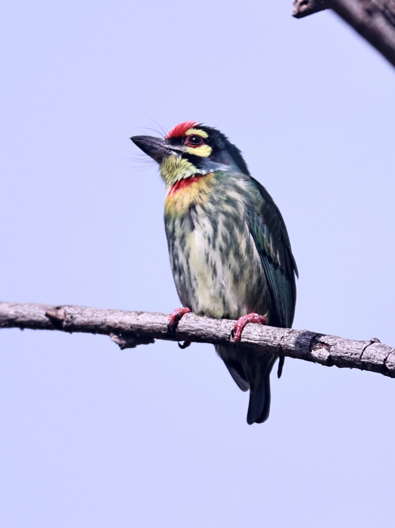 BARBET - COPPERSMITH BARBET - Megalaima haemacephala - BANG PU FOREST RESERVE 23 November 2011 (5).jpg