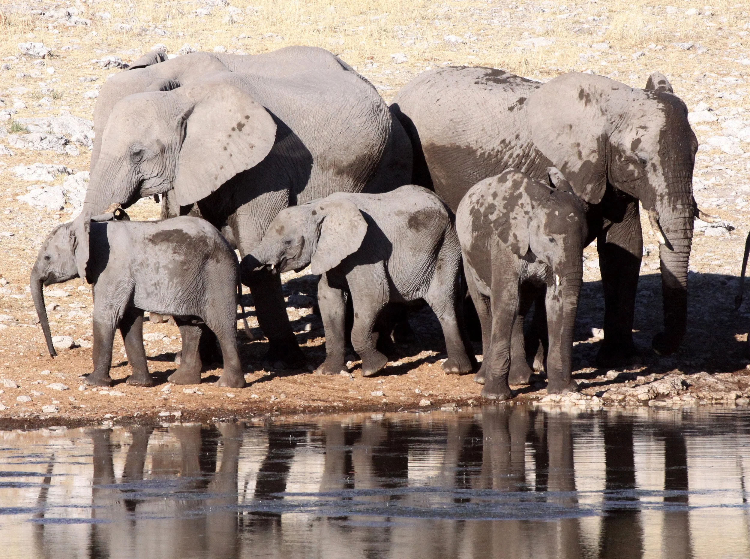 ELEPHANT - AFRICAN ELEPHANT - ETOSHA NATIONAL PARK NAMIBIA (8).JPG