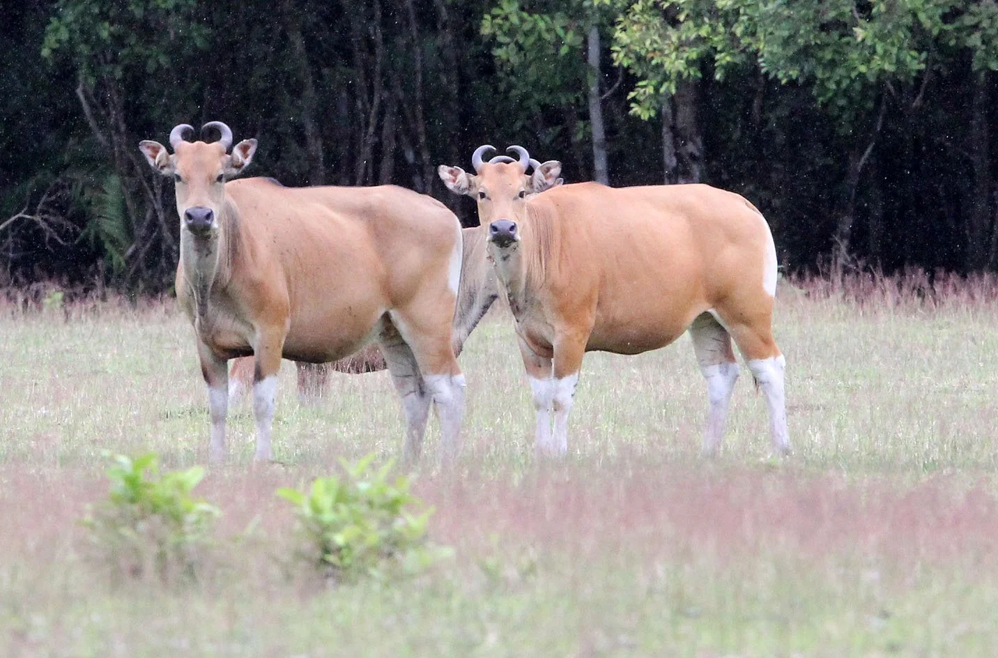 BANTENG - JAVA BANTENG - Bos javanicus javanicus - UJUNG KULON NATIONAL PARK JAVA BARAT INDONESIA (9).JPG