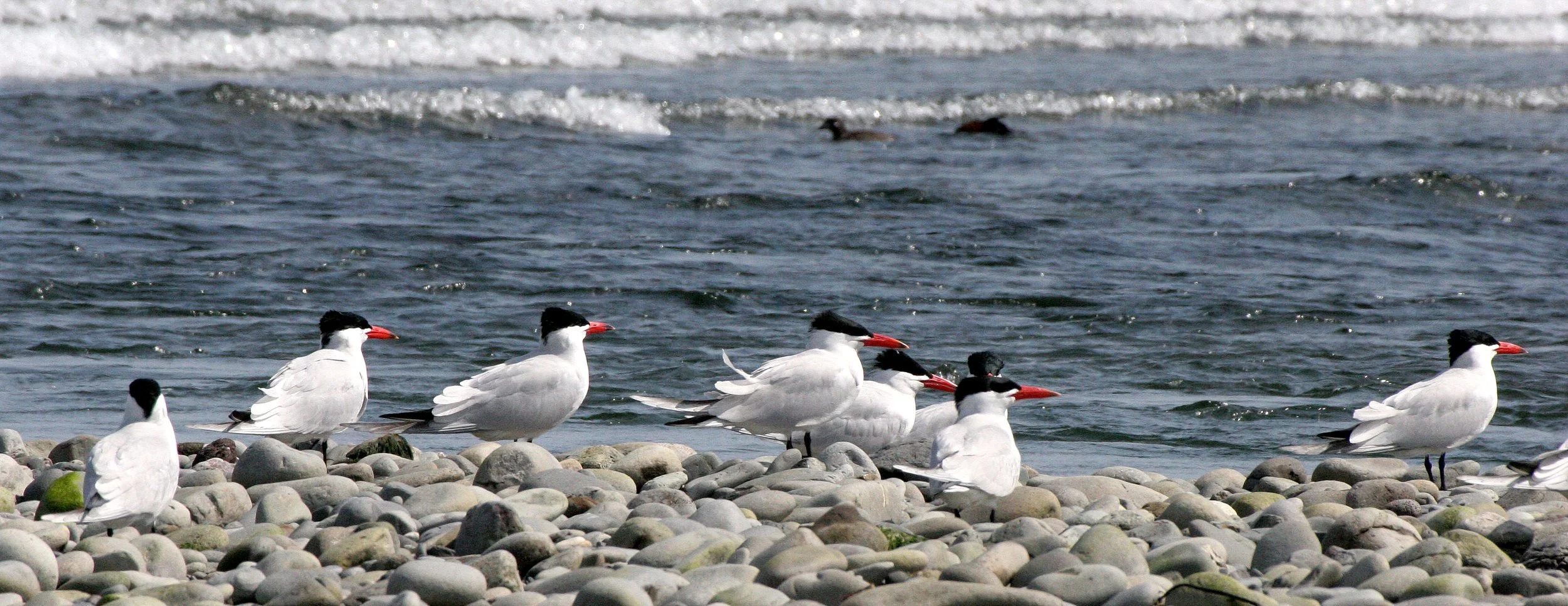 BIRD - TERN - CASPIAN TERNS - ELWHA RIVER MOUTH WA (48).JPG