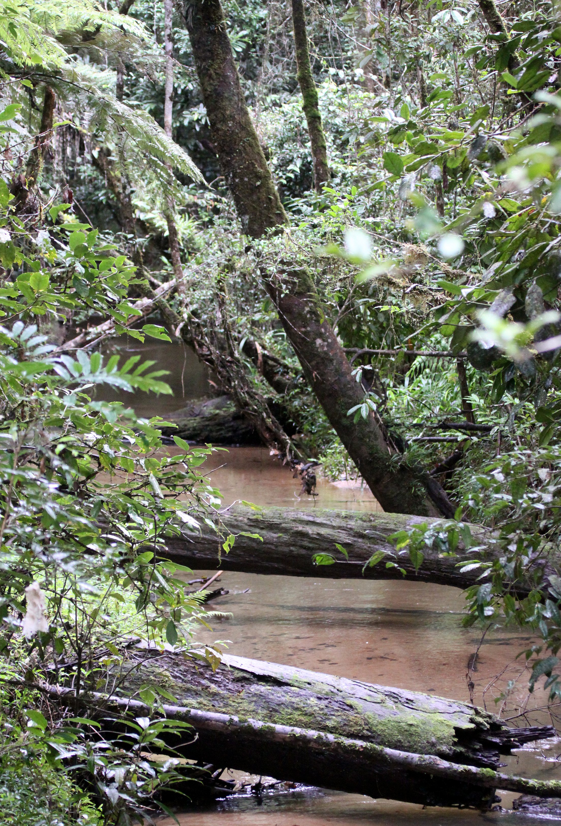 ANDISABE NATIONAL PARK MADAGASCAR - PRIMARY FOREST VIEWS (2).JPG