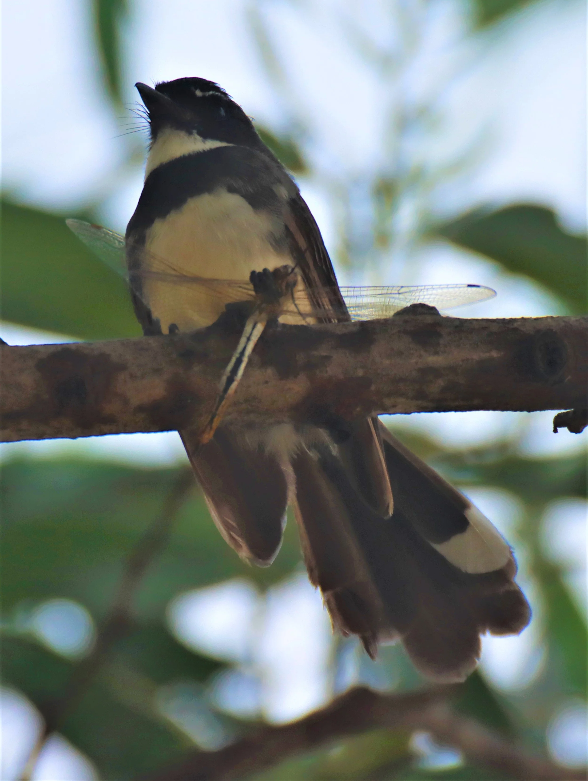 FANTAIL - PIED FANTAIL - Rhipidura javanica - LAT KRABANG THAP YAO RICEFIELDS SEPT 3 2021 (2).jpg