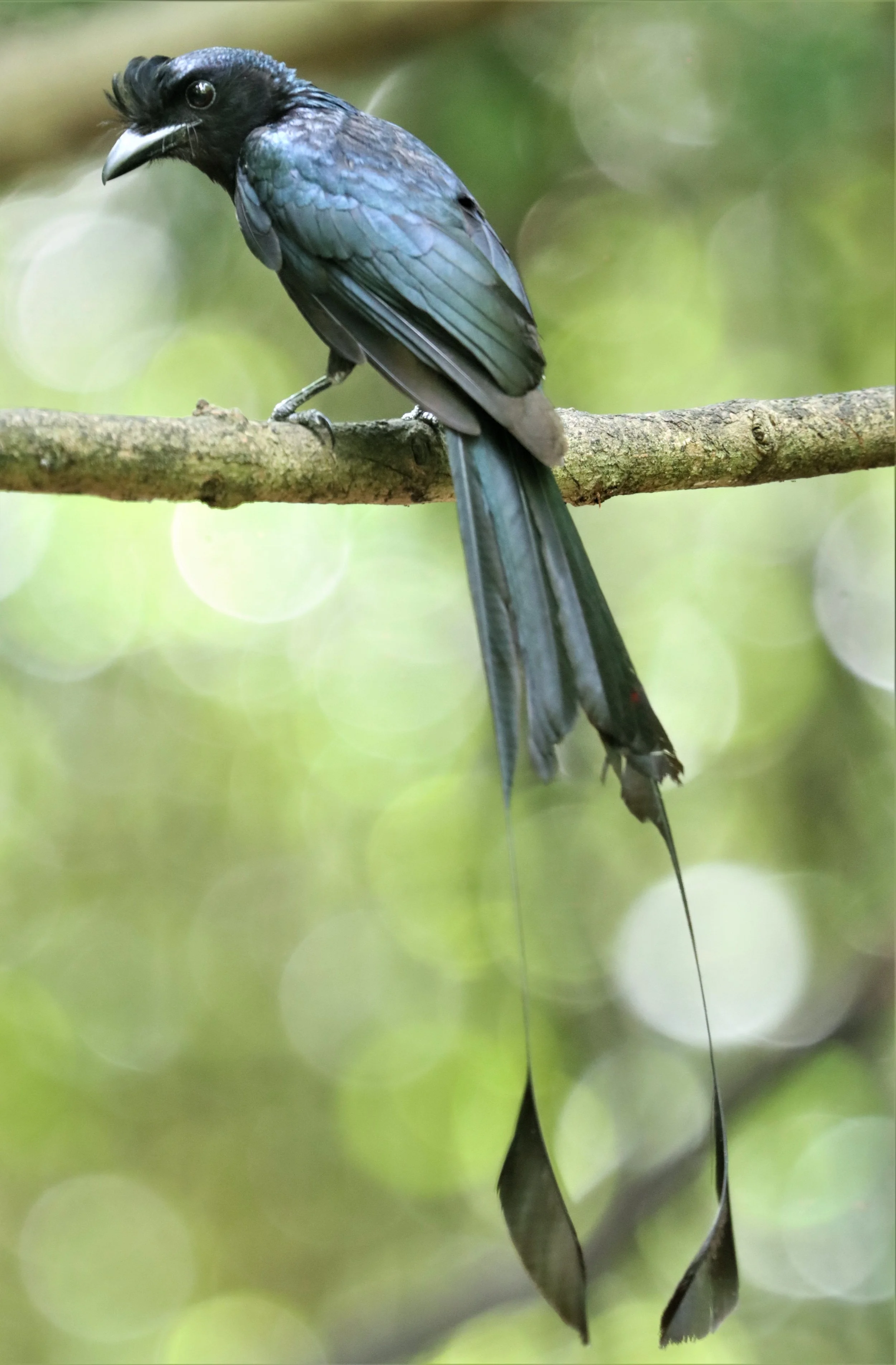 DRONGO - GREATER RACKET TAILED DRONGO - Dicrurus paradiseus - LUNG SIN HIDE NEAR KAENG KRACHAN NP (9).jpg