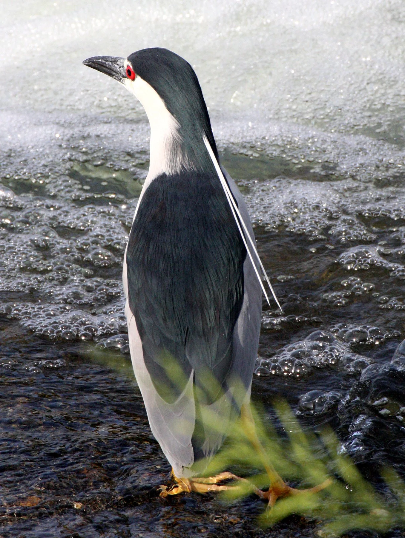 HERON - BLACK-CROWNED NIGHT HERON - Nycticorax nycticorax - KYOTO JAPAN (17).JPG