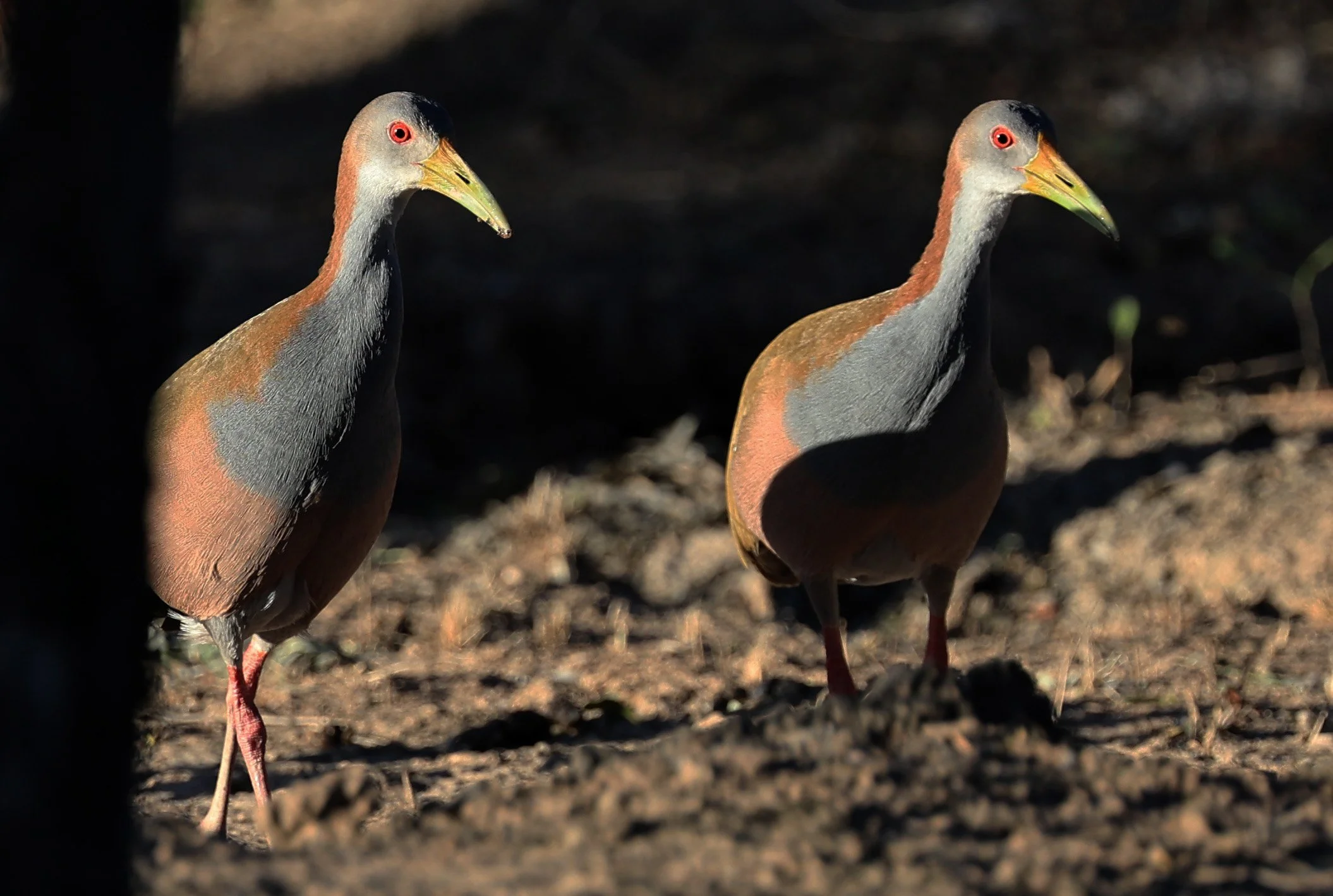 Giant Wood-Rail (Aramides ypecaha)