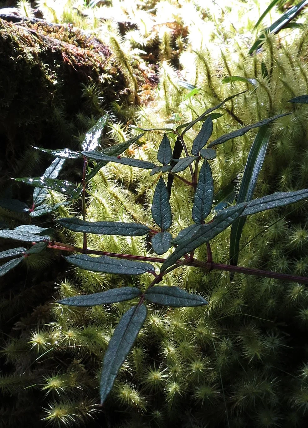 RWENZORI NATIONAL PARK UGANDA (269).JPG