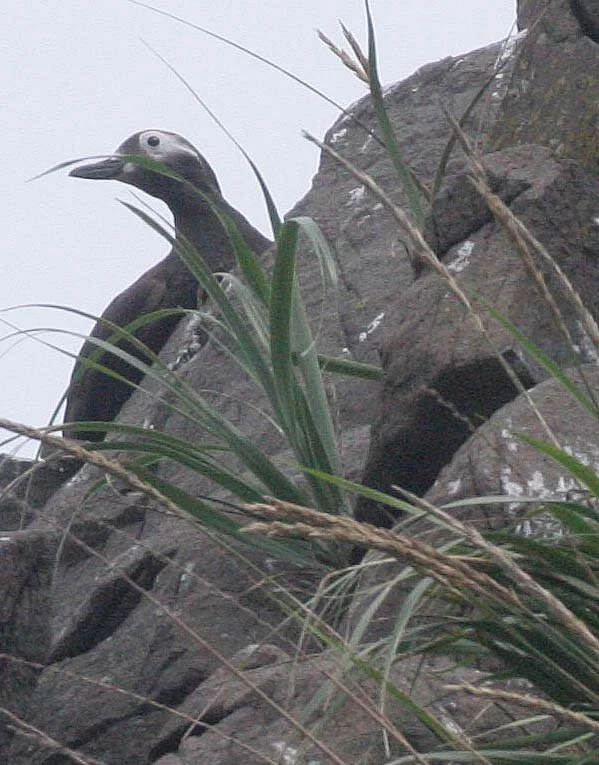 Cepphus carbo - SPECTACLED GUILLEMOT - MONERON ISLAND RUSSIA (7).jpg