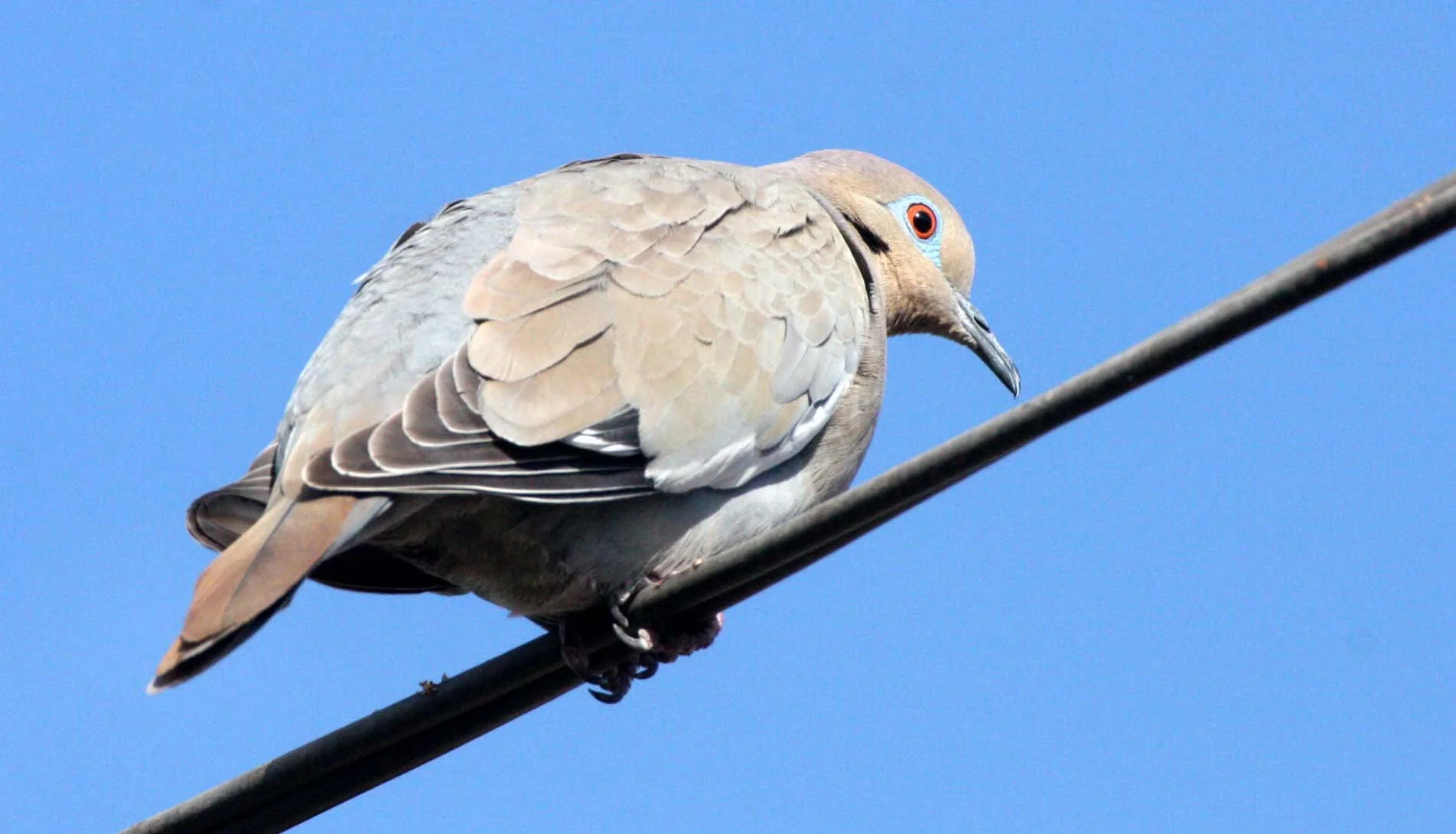 White-winged Dove (Zenaida asiatica) Loreto Baja Mexico (6).JPG