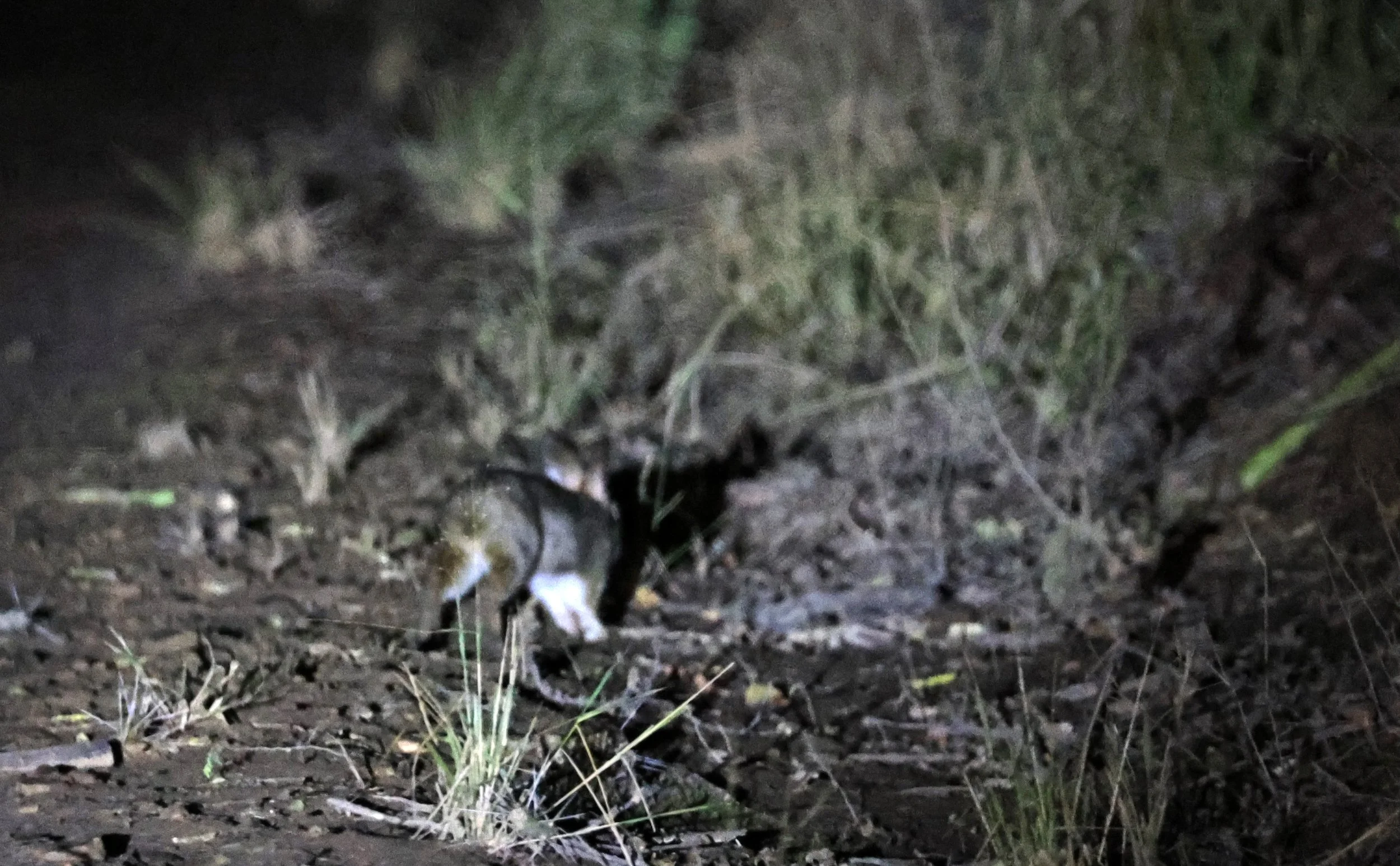 Tapetí (Sylvilagus brasiliensis) Reserva Nueland  Selva Serena (8).jpg