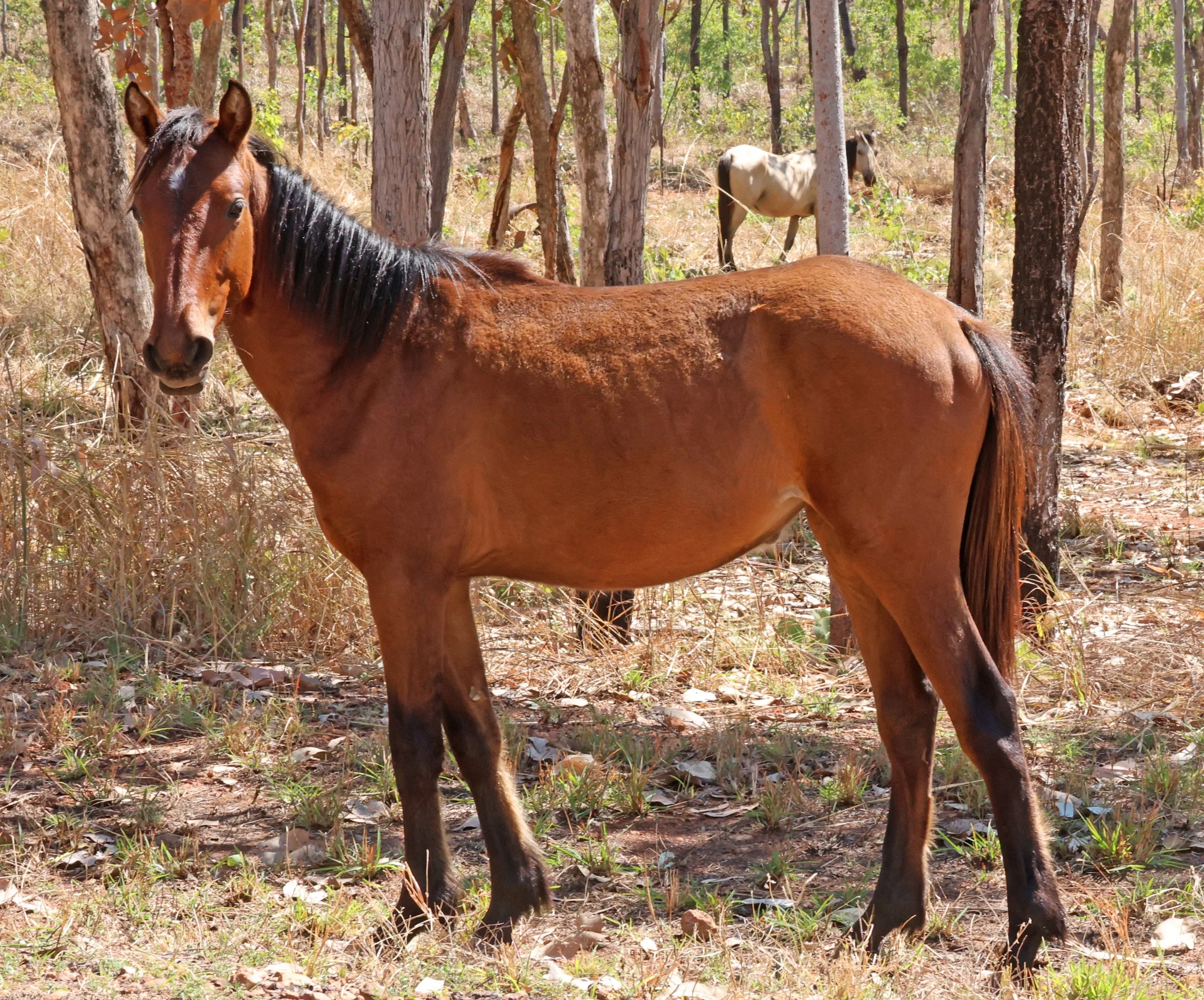 Feral Horse or Brumby (Equus caballus) Kakadu NP near Pine Creek - Northern Territory 