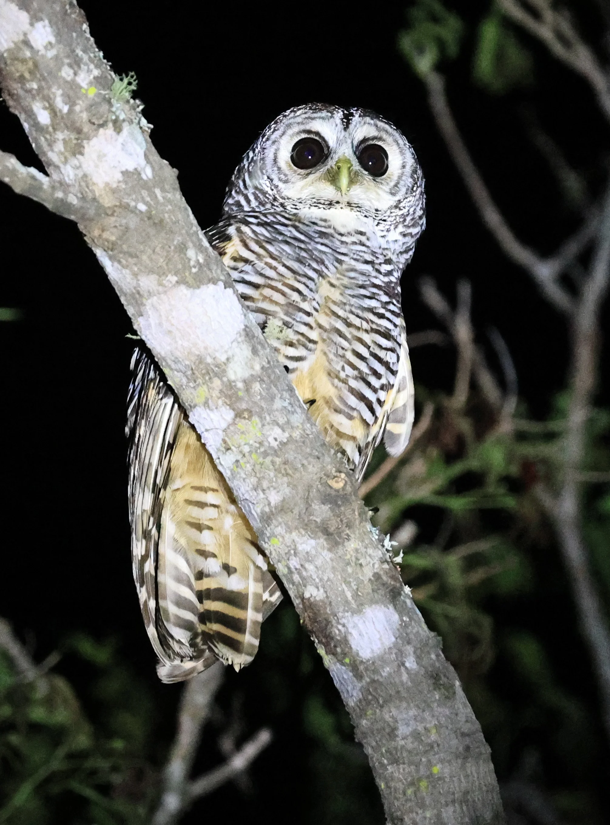Chaco Owl (Strix chacoensis) Reserva Nueland  Selva Serena (48).jpg