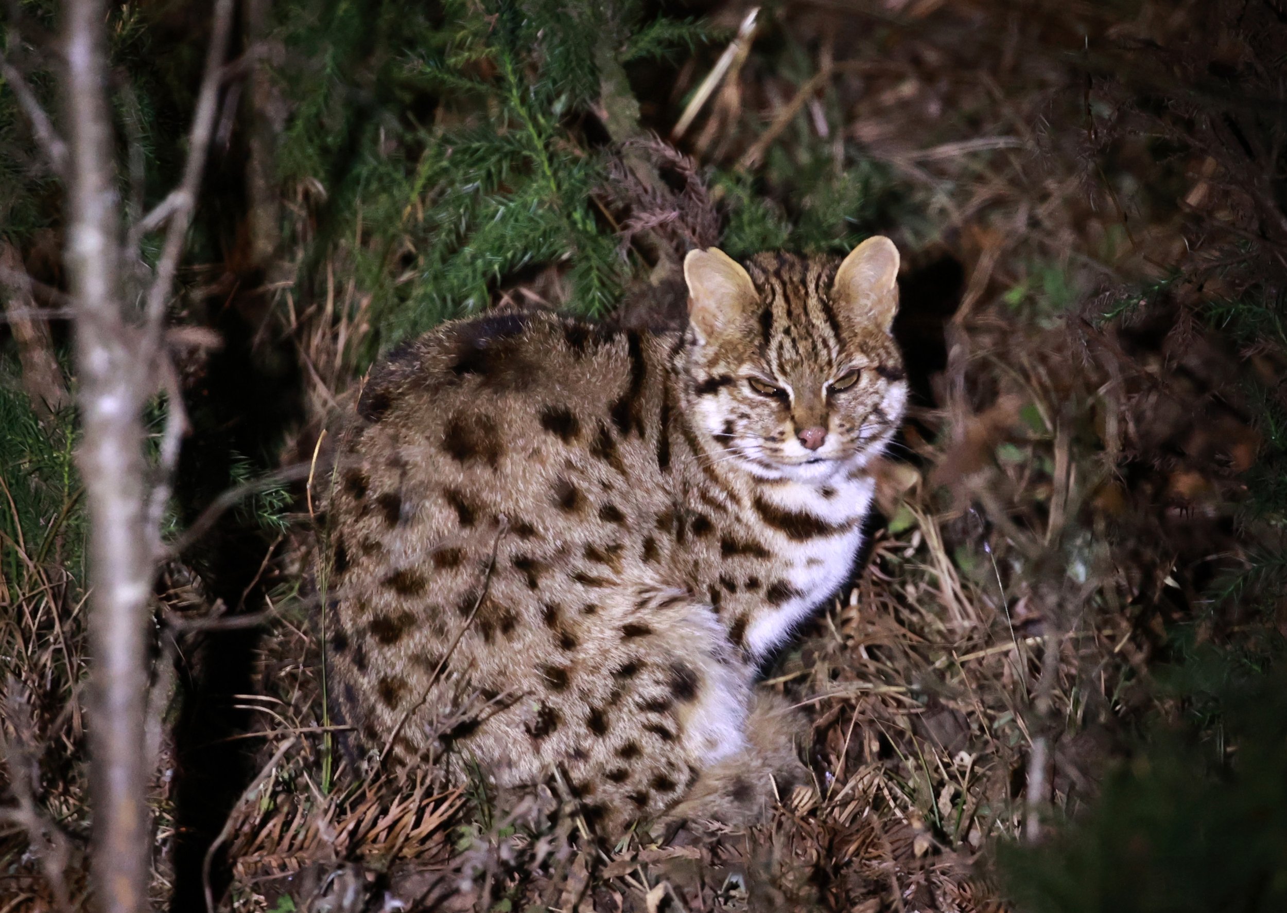 Mainland Leopard Cat (Prionailurus bengalensis) Tangjiahe National Nature Reserve, Sichuan China (7).jpg