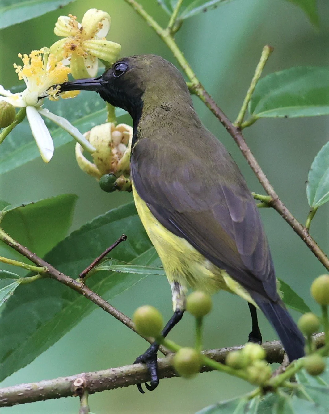 SUNBIRD - OLIVE-BACKED SUNBIRD - Nectarinia jugularis - KAENG KRACHAN NATIONAL PARK 16 OCT 2021 (78).jpg