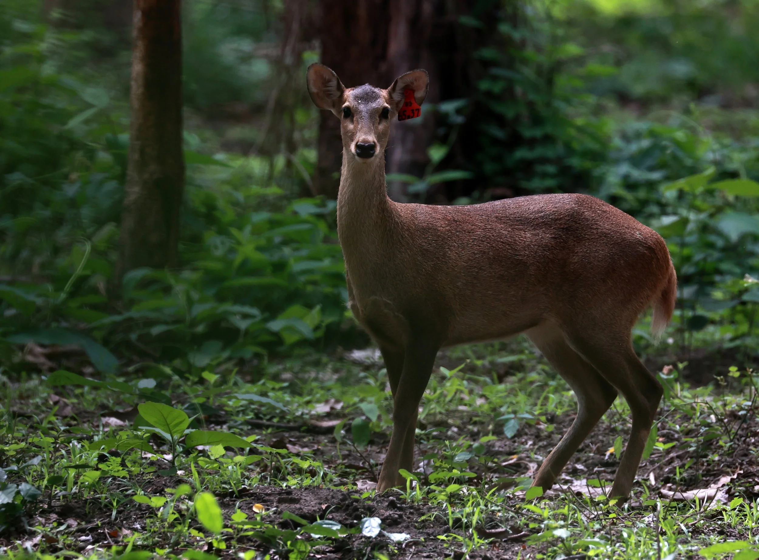 Axis annamiticus - Indochinese Hog Deer - Huai Kha Khaeng Wildlife Sanctuary June 2024 (11).jpg
