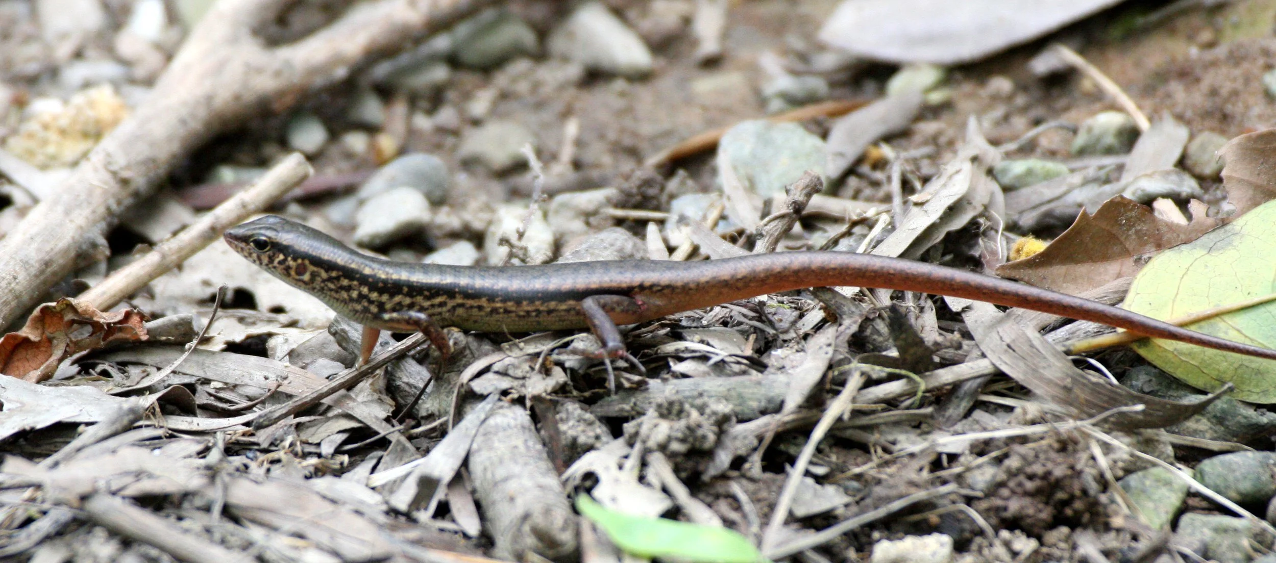 REPTILE - SKINK - SPECIES A - TAIWAN - SUBTROPICAL FOREST (8).JPG