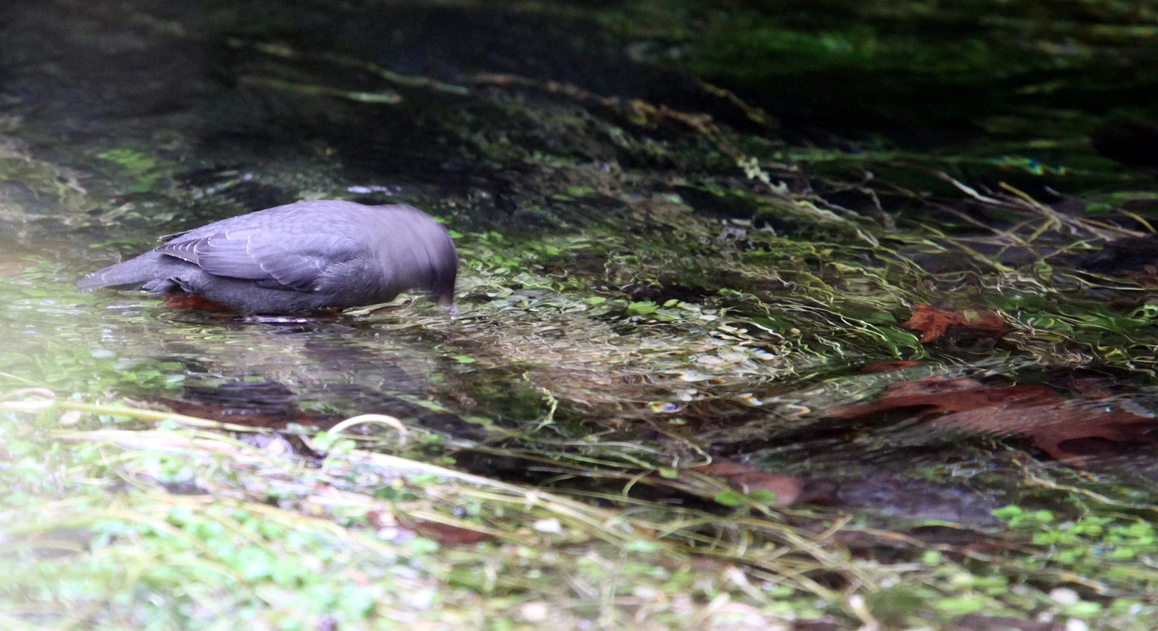 American dipper (Cinclus mexicanus) Hoh Rainforest Washington State (2).JPG