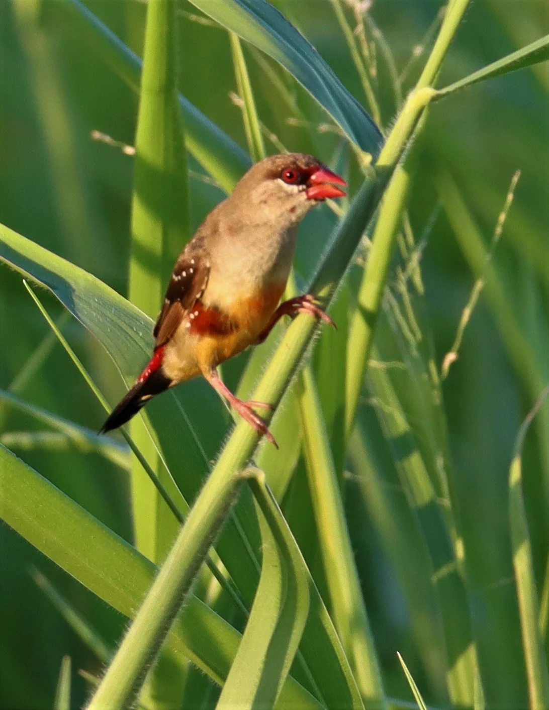RED AVADAVAT - Amandava amandava - LAT KRABANG RICE FIELDS AT THAP YAO (118).jpg
