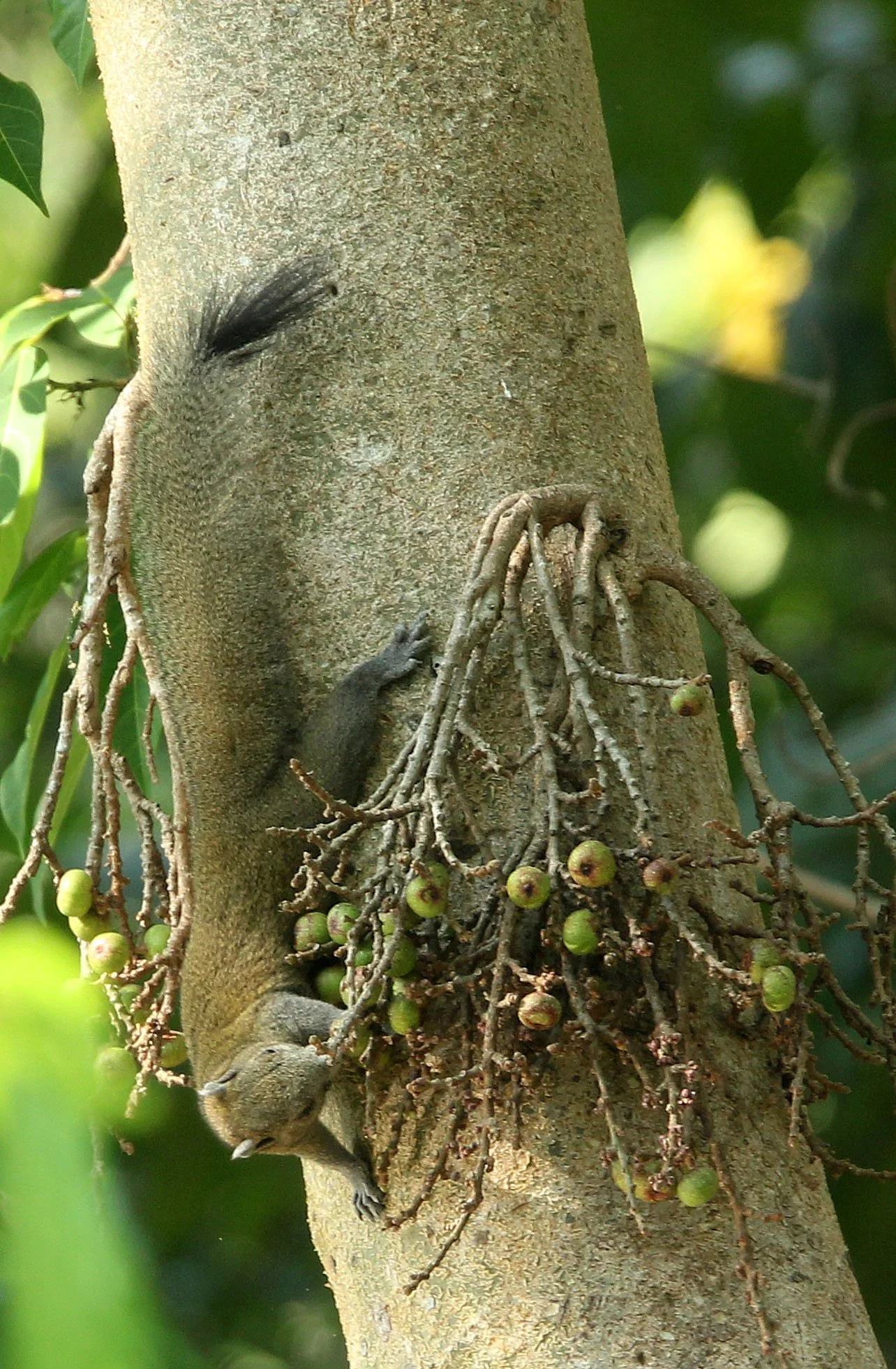 Callosciurus caniceps caniceps - MAINLAND GREY-BELLIED SQUIRREL -  KAENG KRACHAN NP THAILAND (17).JPG