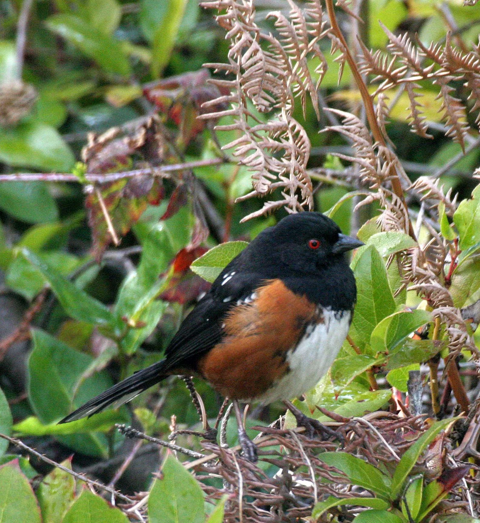 Spotted Towhee (Pipilo maculatus) Port Angeles Washington (7).jpg