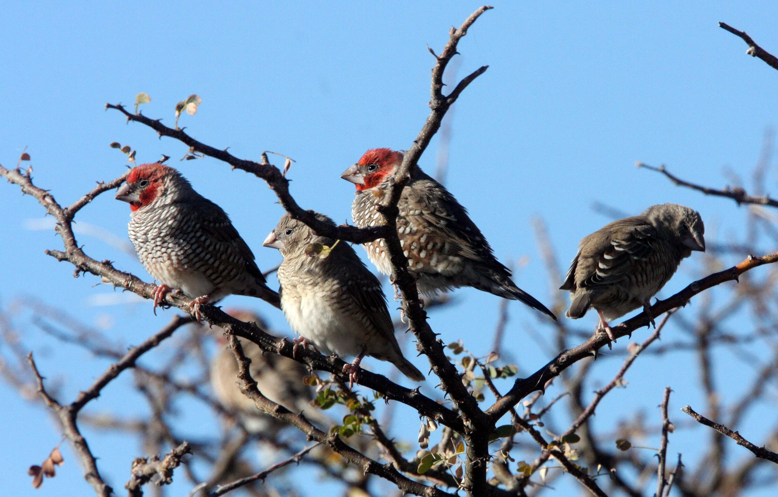 Red-headed Finch (Amadina erythrocephala) Etosha NP, Namibia (3).JPG