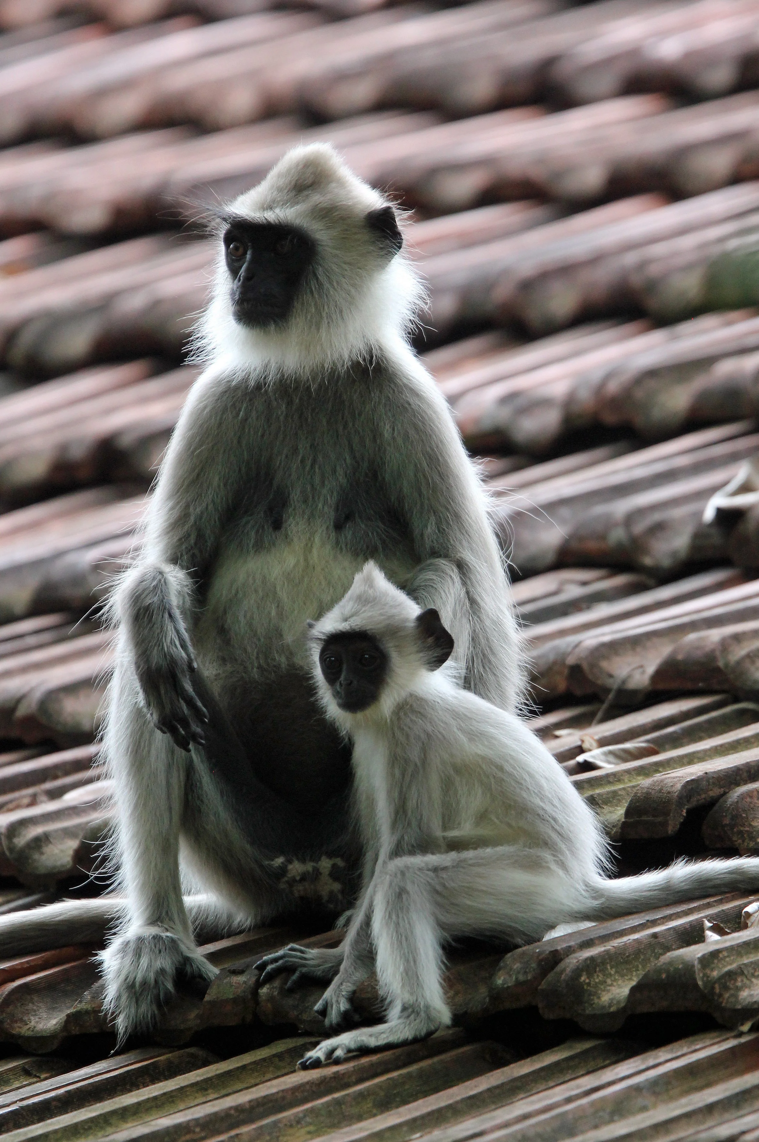 CERCOPITHECIDAE - Semnopithecus priam thersites - SRI LANKAN GRAY (TUFTED) LANGUR - SRIGIRIYA FOREST AND FORTRESS AREA SRI LANKA (80).JPG