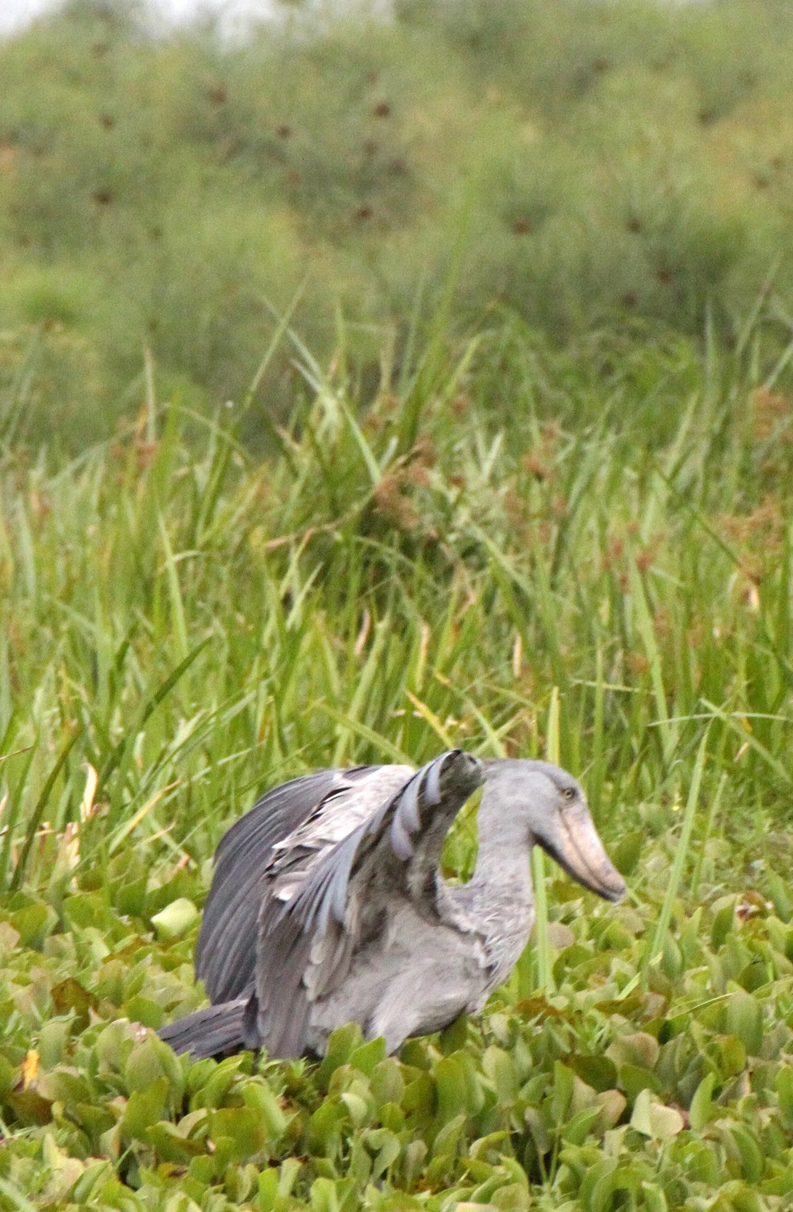 BIRD - STORK - SHOEBILL STORK - MURCHISON FALLS NP UGANDA (21).JPG