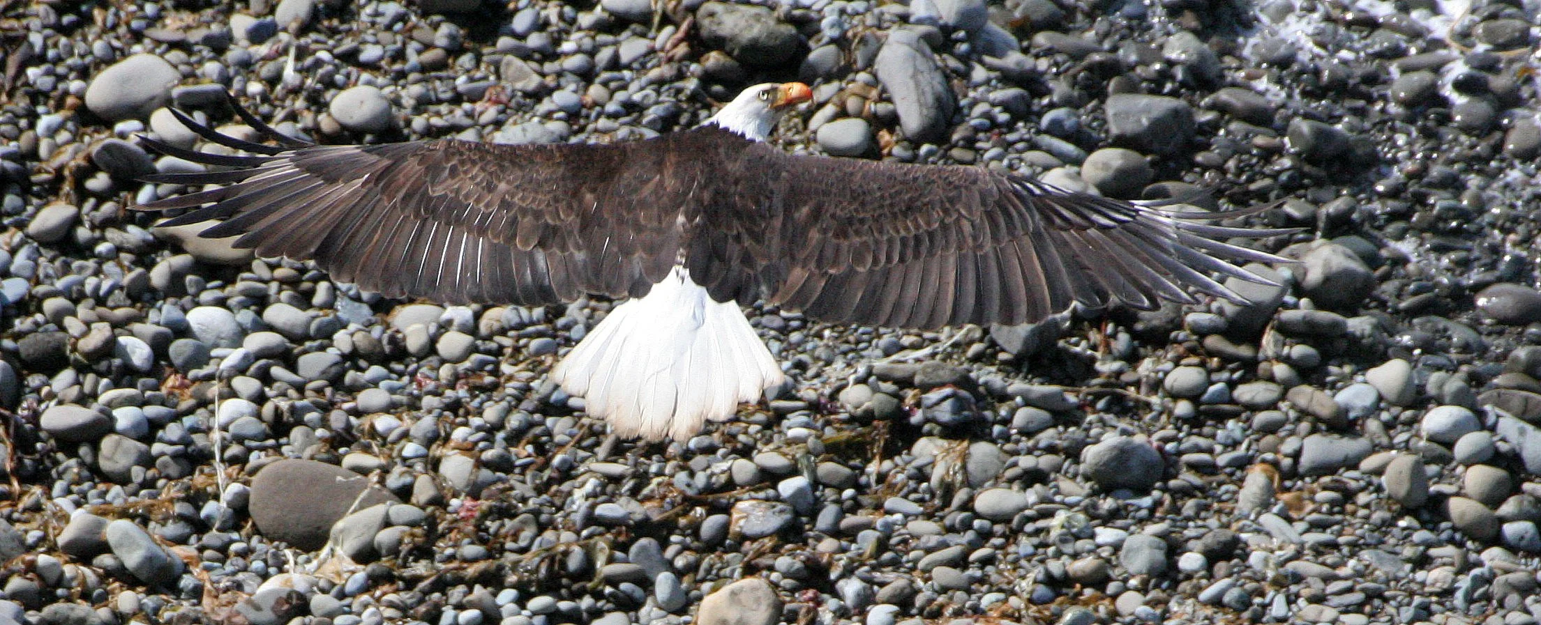 BIRD - EAGLE - BALD EAGLE - LAKE FARM BLUFFS WASHINGTON (126).JPG