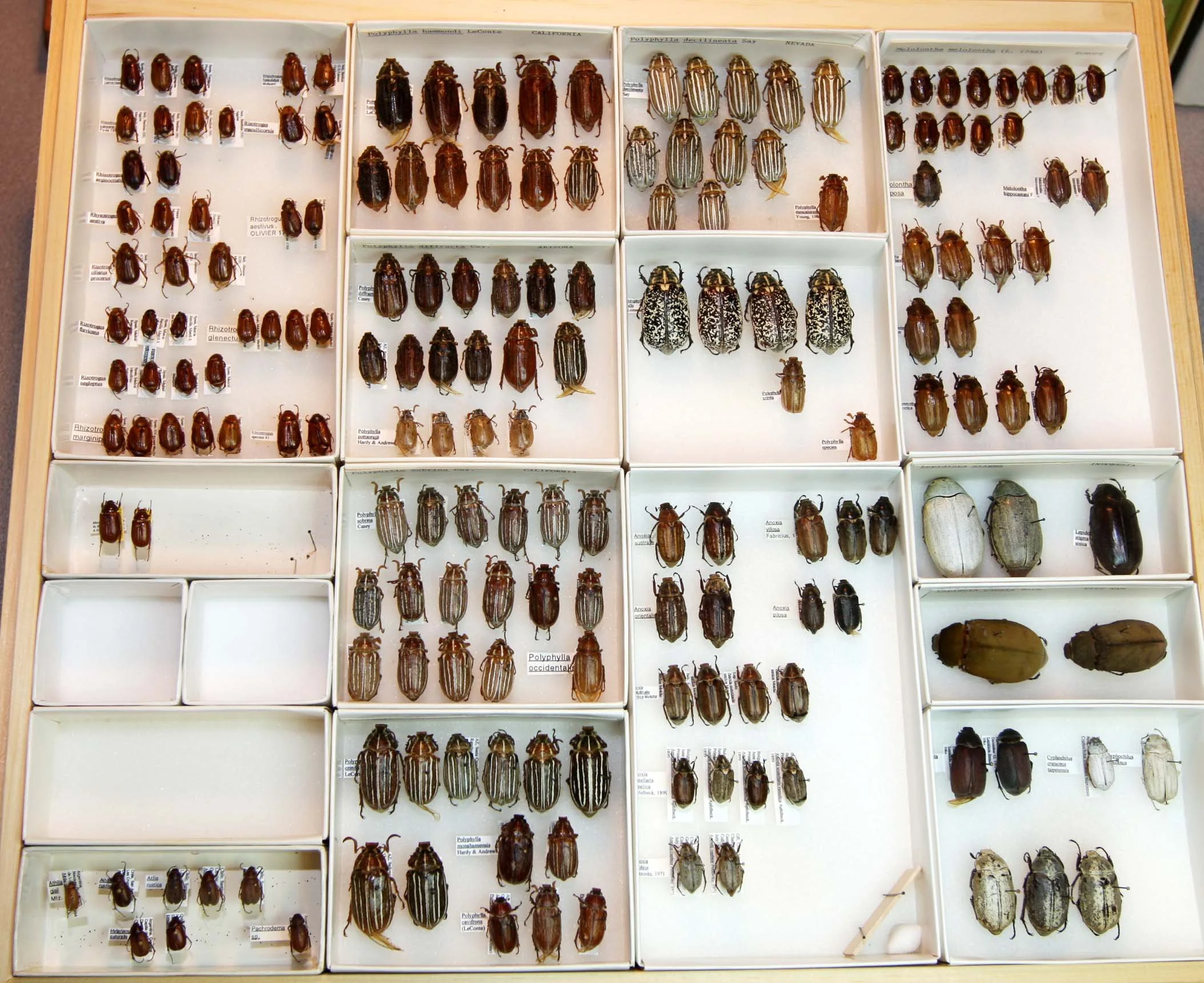 2 Melolonthinae - Polyphylla species.JPG