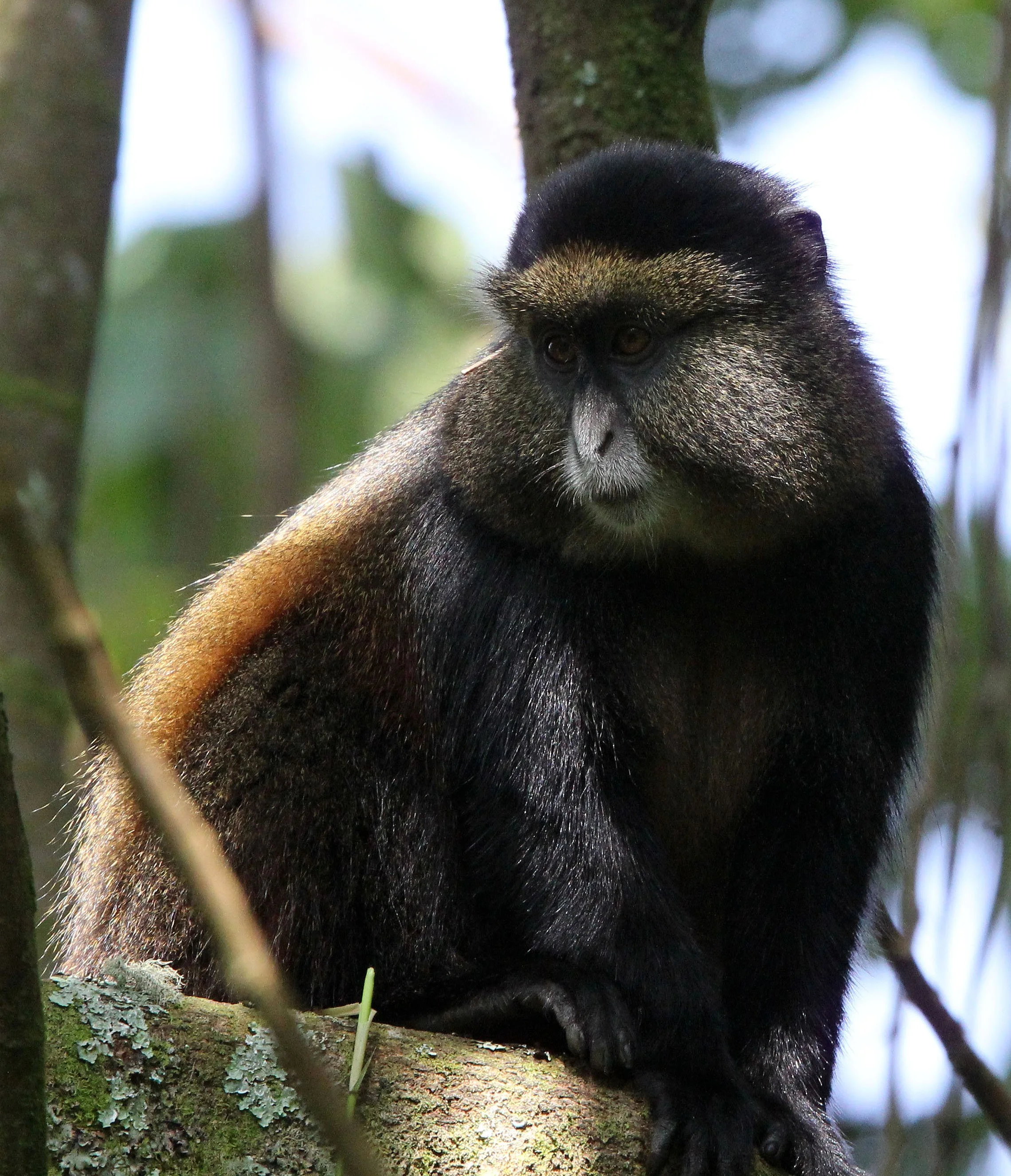 CERCOPITHECIDAE - Cercopithecus kandti - VIRUNGA GOLDEN MONKEY - PARK DU VULCANS RWANDA (447).JPG