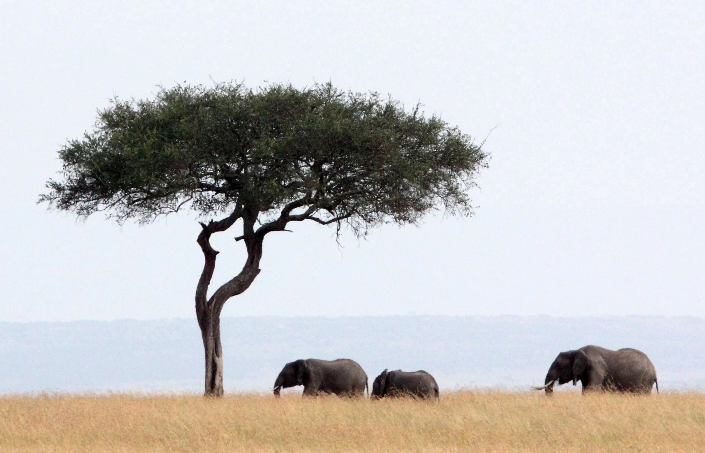 ELEPHANT - MASAI MARA NATIONAL PARK KENYA (41).JPG
