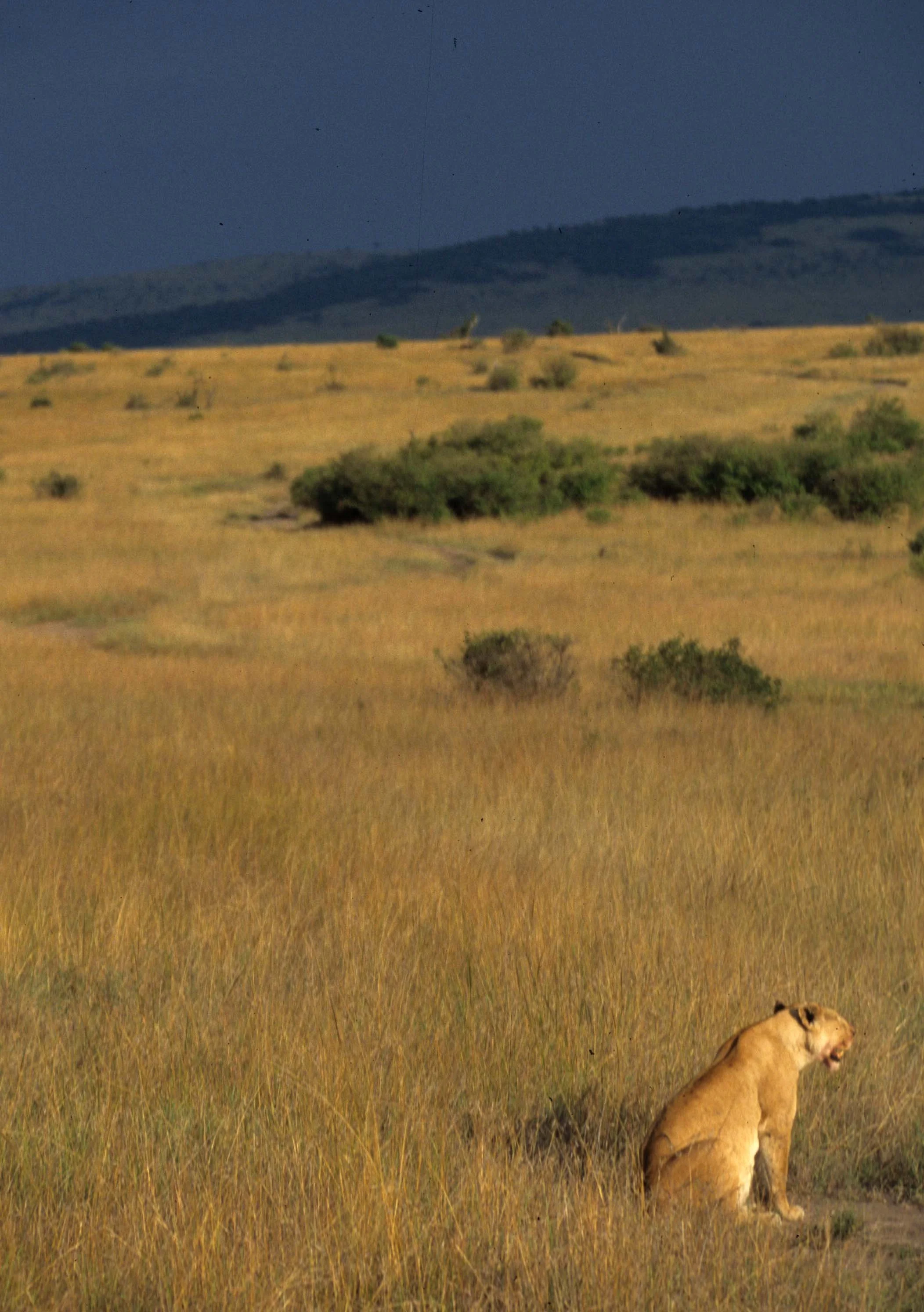 FELID - LION - SERENGETI (23).jpg