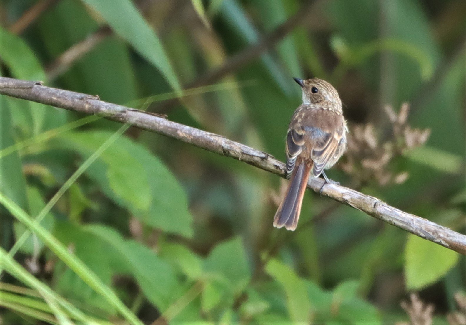 BUSH CHAT - GREY BUSH CHAT - Saxicola ferreus - DOI ANG KANG CHIANG MAI (19).jpg