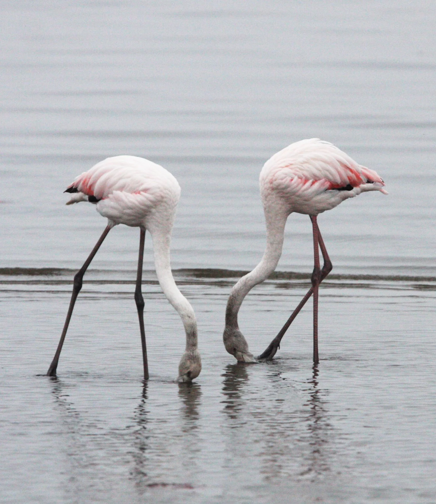 Phoenicopterus roseus - Greater Flamingo - Walvis Bay Namibia (12).JPG