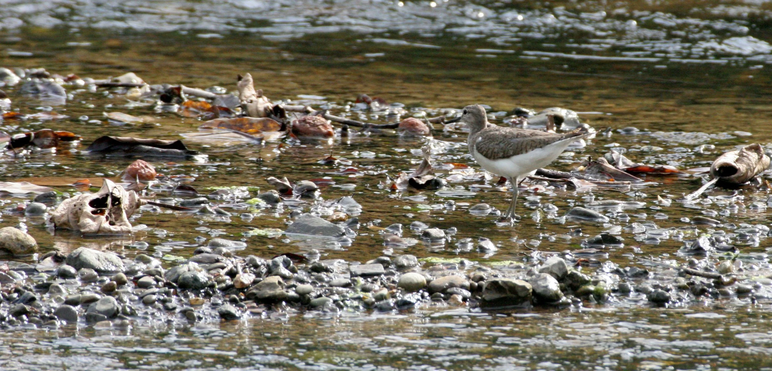 BIRD - SANDPIPER - COMMON SANDPIPER - TRINGA HYPOLEUCOS - TABIN WILDLIFE RESERVE BORNEO (5).JPG