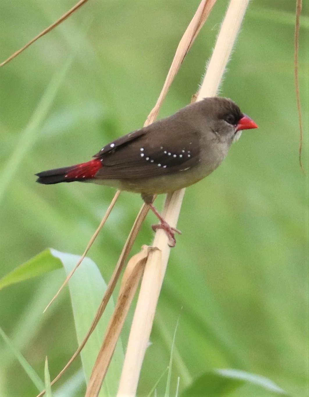 RED AVADAVAT - Amandava amandava - LAT KRABANG WETLANDS THAP YAO (60).jpg