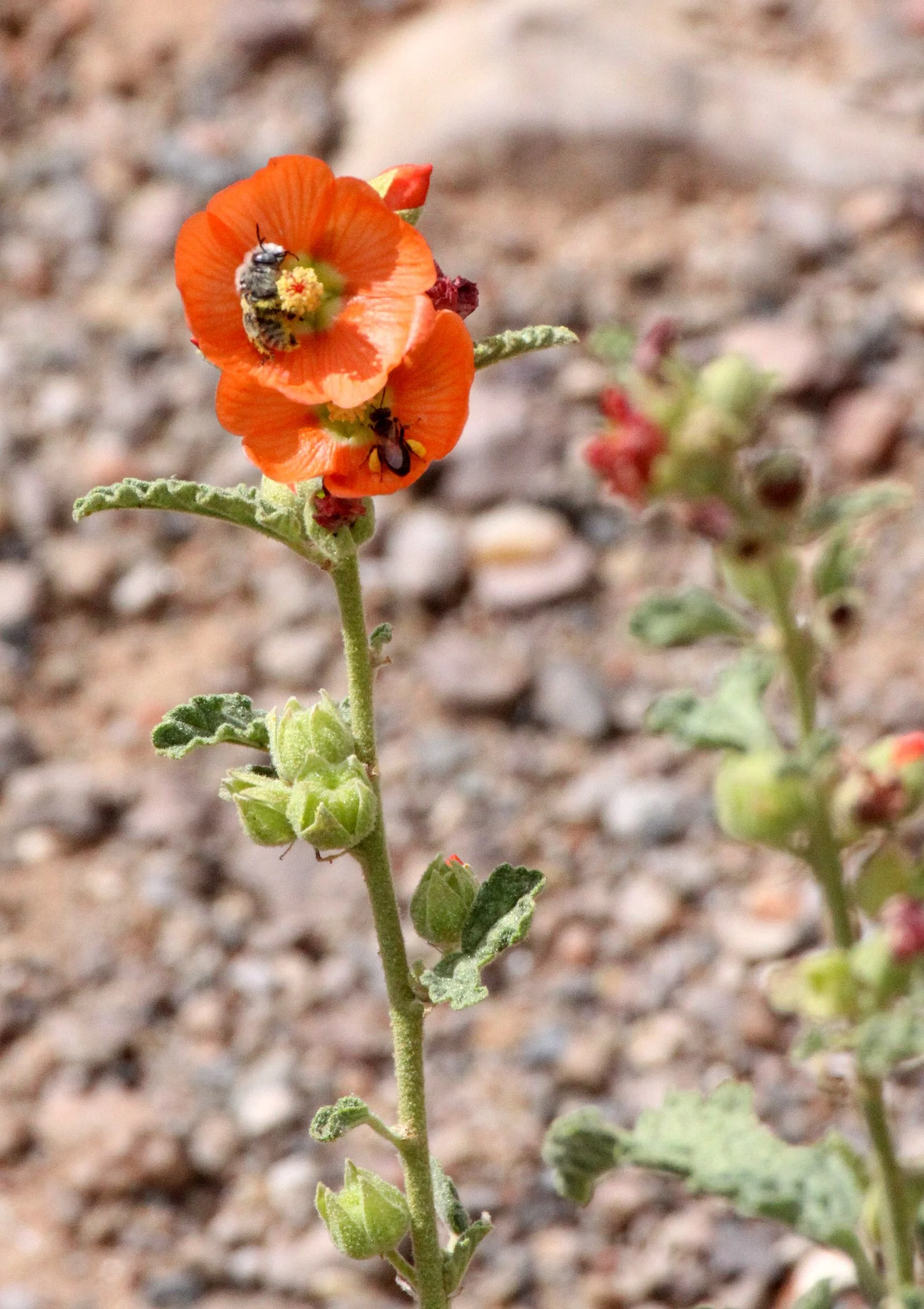 MALVACEAE - Sphaeralcea ambigua - DESERT MALLOW - DRIPPING SPRING NEW MEXICO (2).JPG