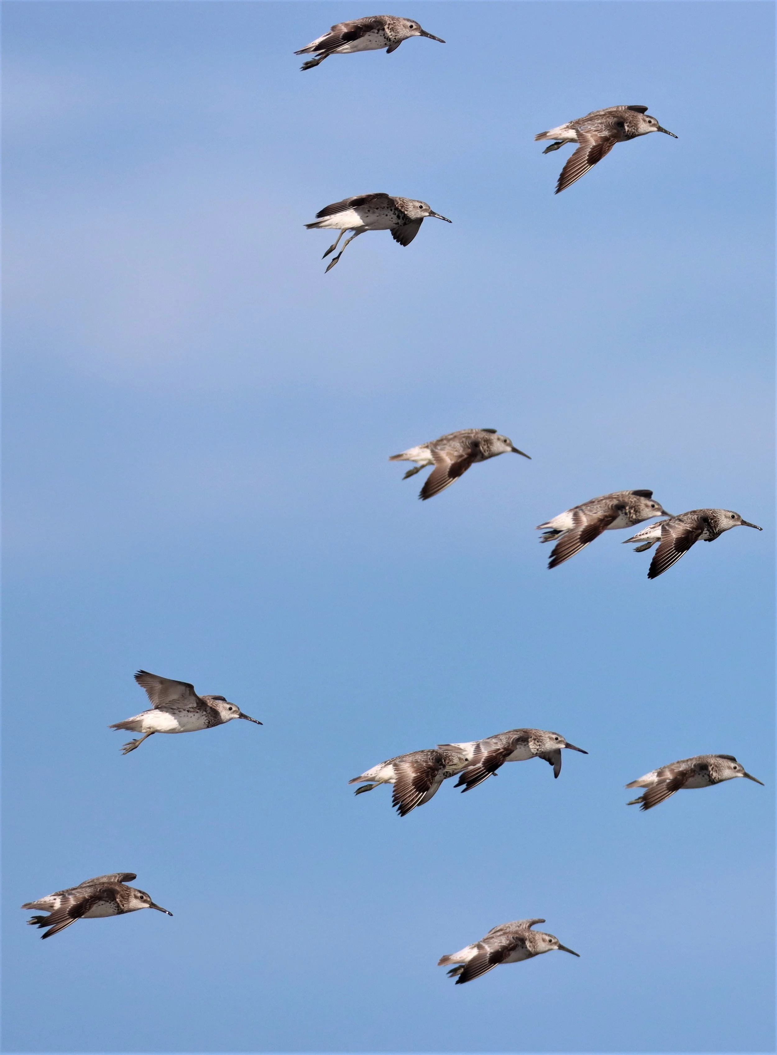 GREAT KNOTS - Calidris tenuirostris -Mangrove Forest Research Center Samut Sakorn (2).jpg