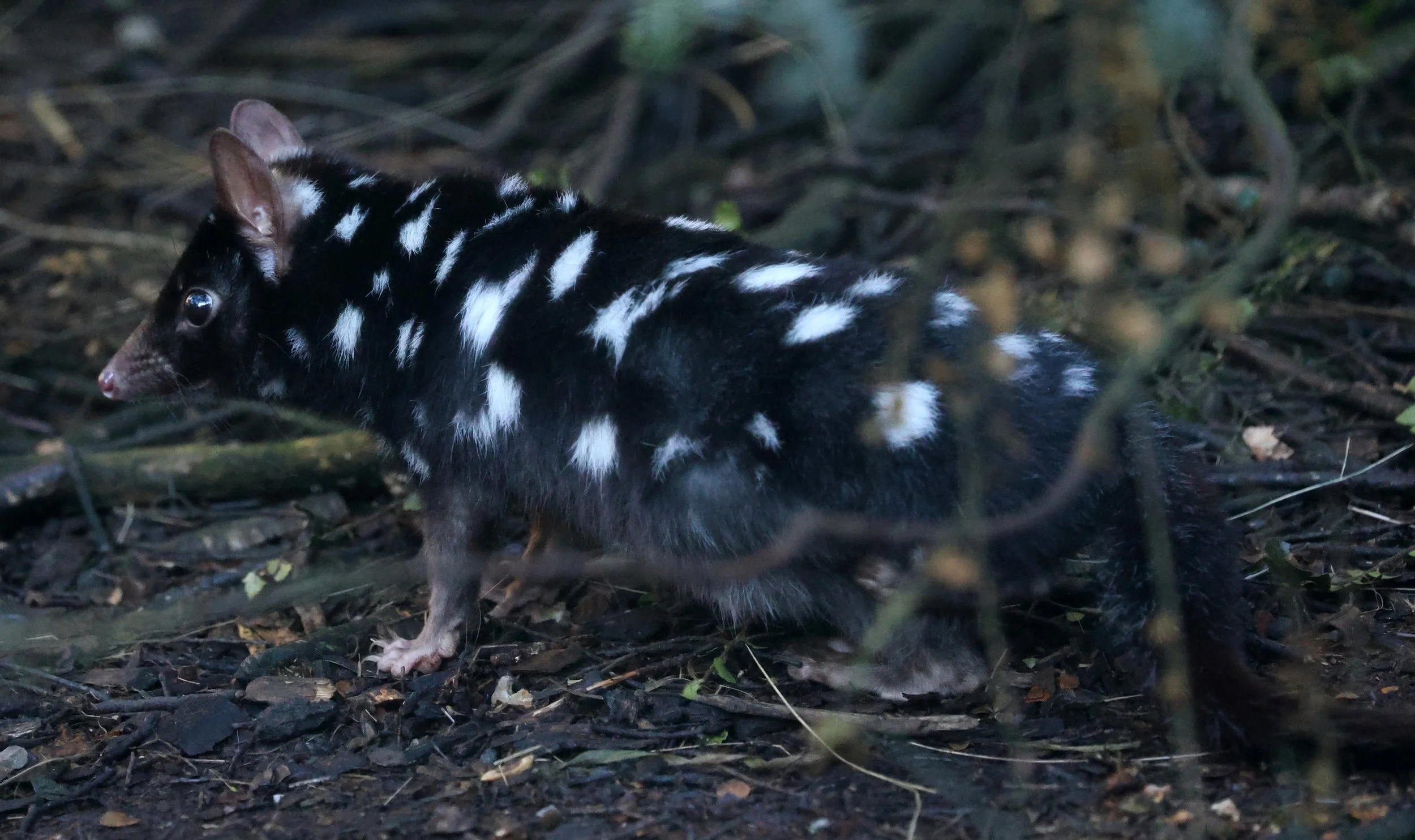 Eastern Quoll (Dasyurus viverrinus) Bruny Island - Tasmania 