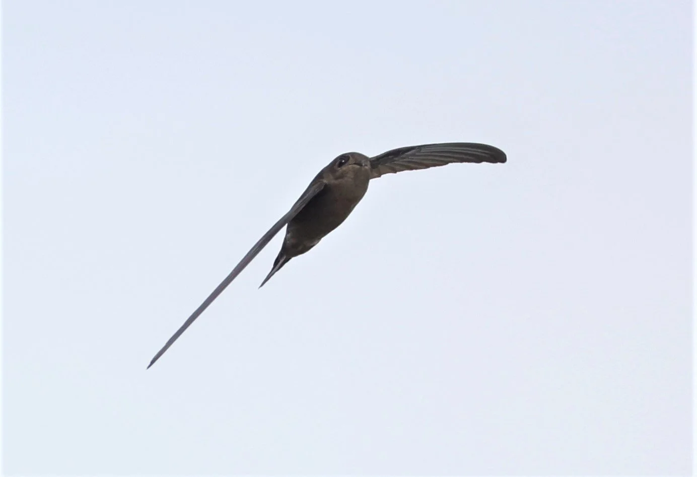 Asian Palm Swift (Cypsiurus balasiensis) Thap Yao Rice Fields Lat Krabang Thailand (8).jpg