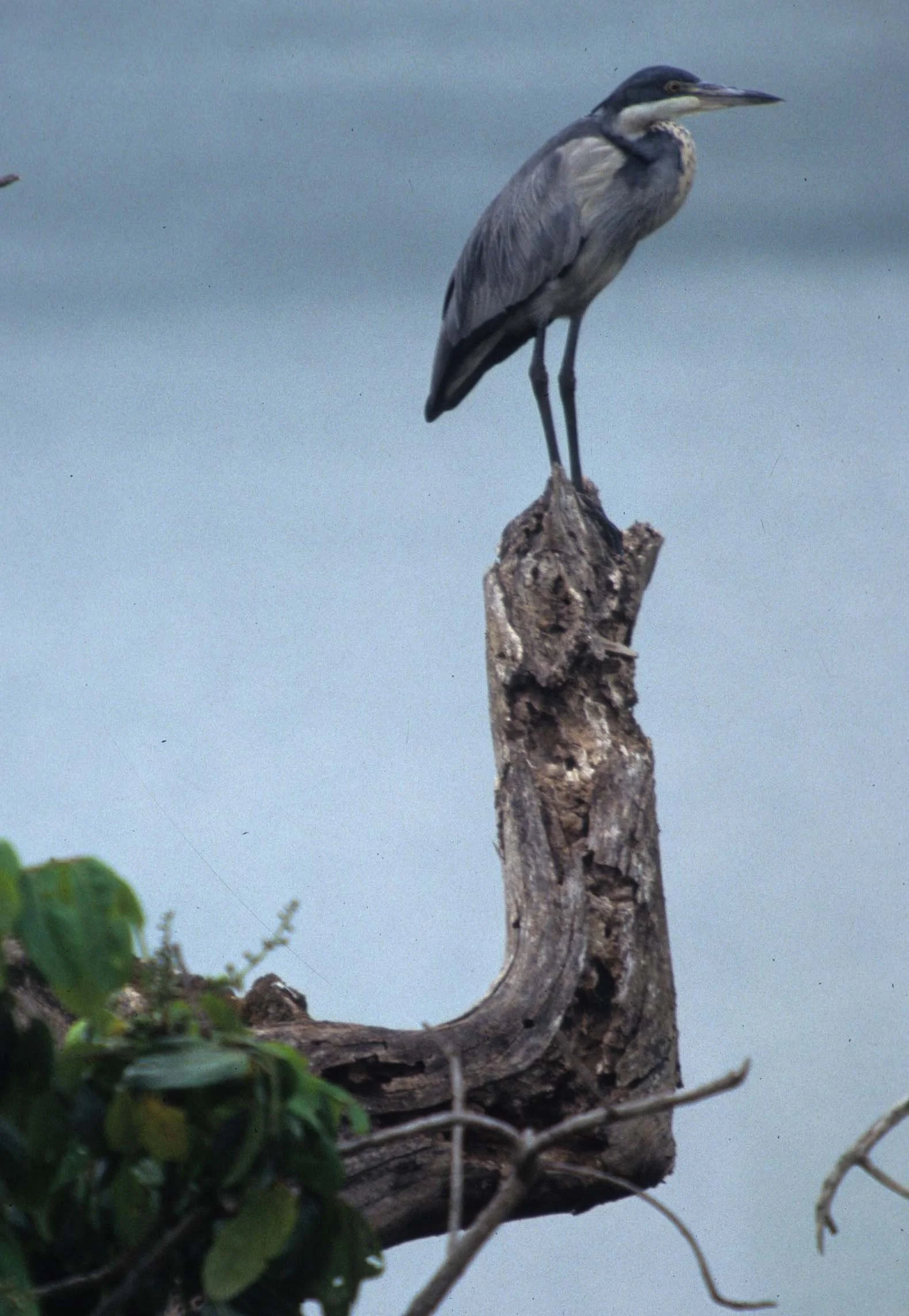 HERON - BLACK-HEADED HERON - Ardea melanocephala - KENYA.jpg