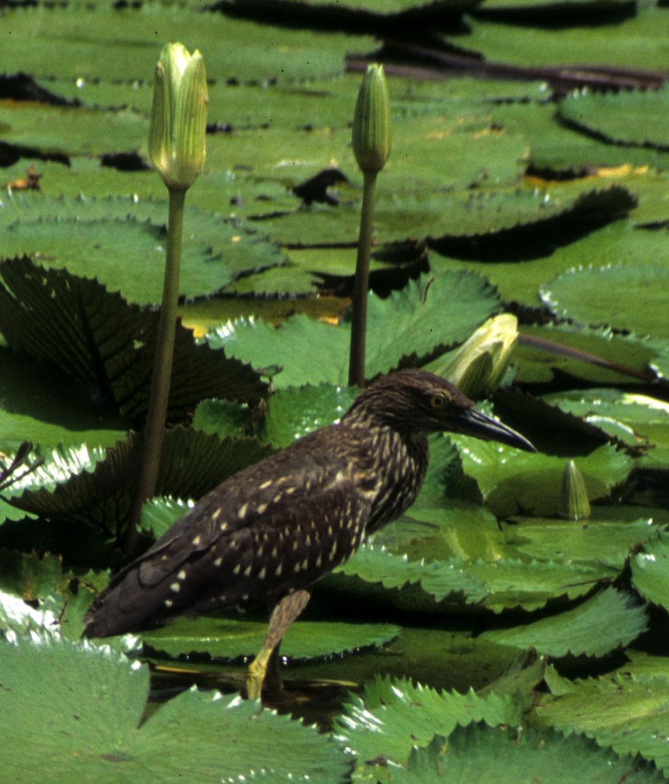 BIRD - HERON - RUFOUS NIGHT HERON - NYCTICORAX CALEDONICUS A.jpg