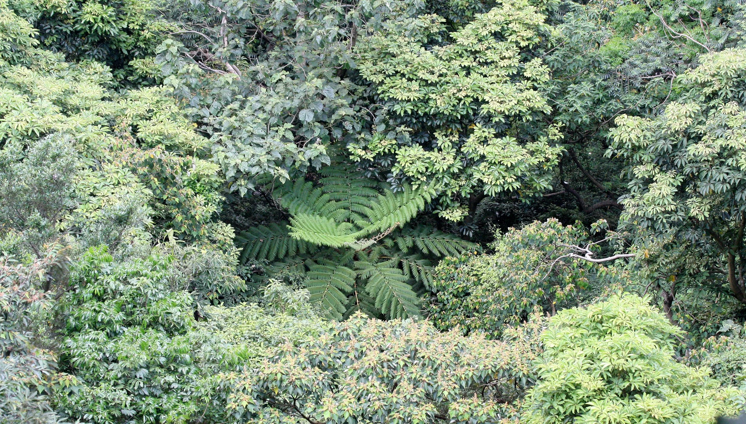 TAIWAN - SUBTROPICAL FOREST - PLANT SPECIES (8).JPG