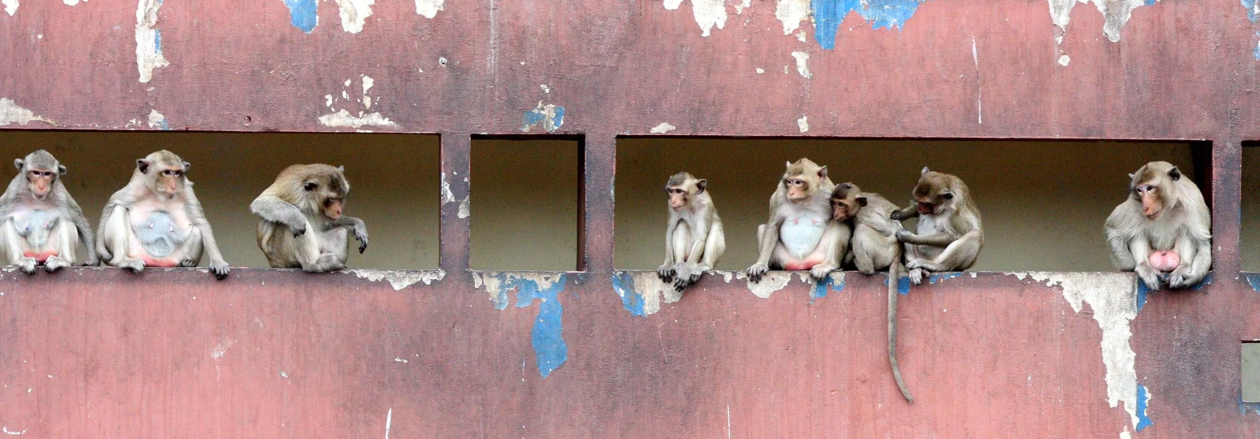 2008 Lopburi Road Trip with Macaques and Temples (33).JPG