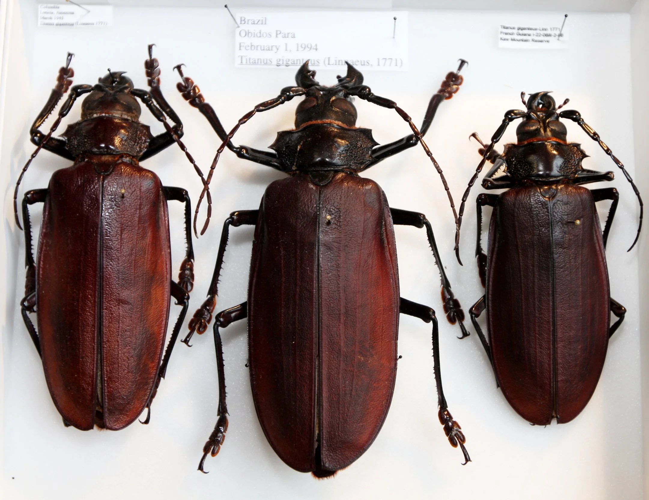 Prioninae 10  Prionini  Titanus giganteus (2).JPG