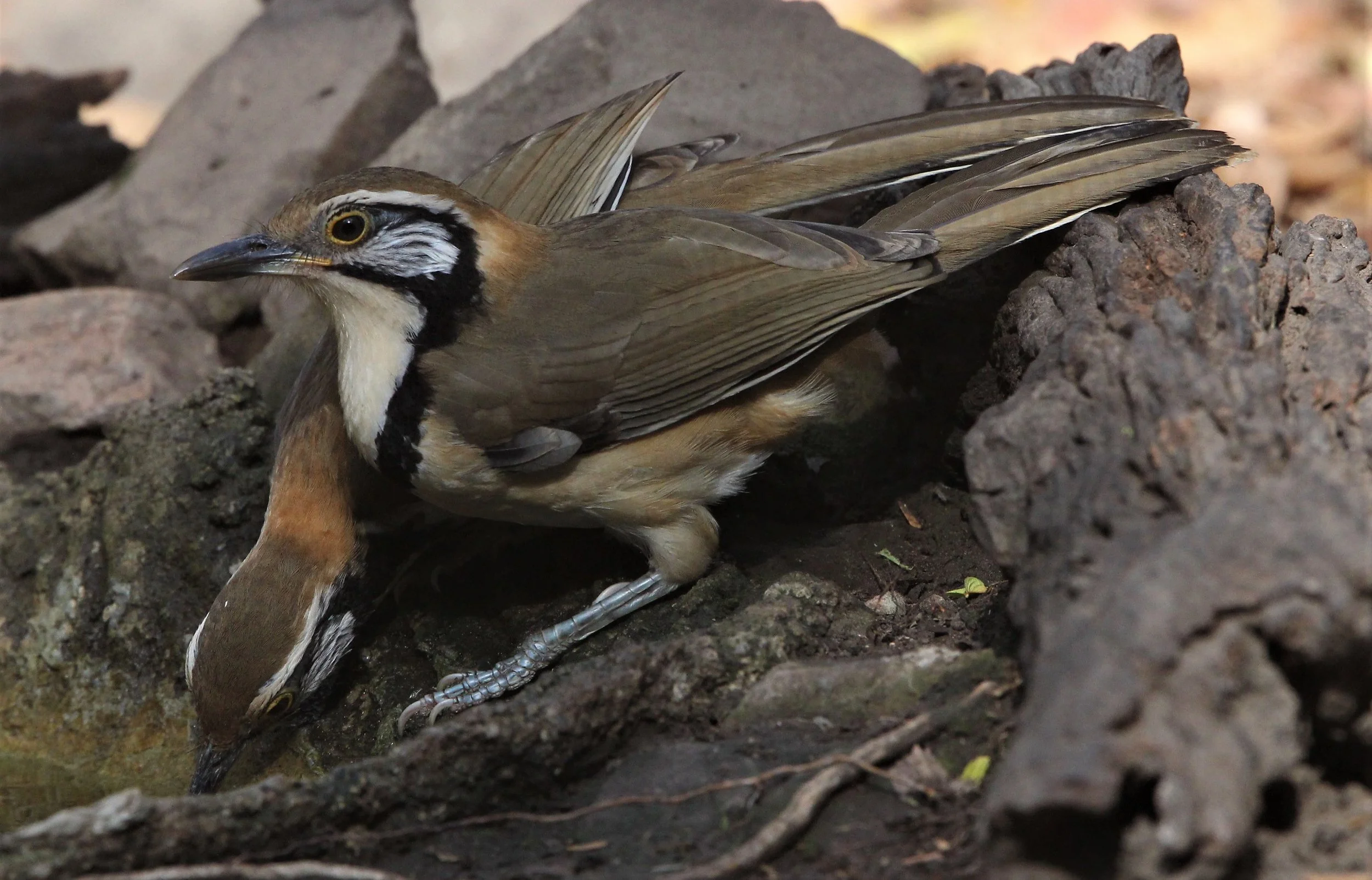 LAUGHINGTHRUSH - GREATER NECKLACED LAUGHINGTHRUSH - Garrulax pectoralis - LUNG SIN HIDE, KAENG KRACHAN (13).jpg