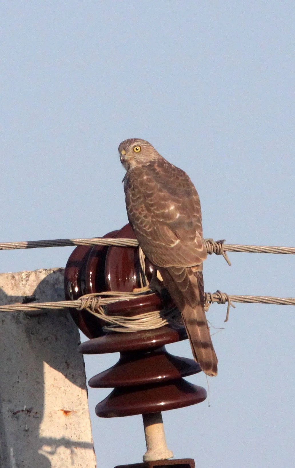 BIRD - SHIKRA - ACCIPITER BADIUS - LITTLE RANN OF KUTCH GUJARAT INDIA (2).JPG